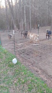 So I started filming tonight when I realized that our two most docile animals, Ani DiFragoat and Blurt Russell, were at war. Ani has been in heat for 2 days. Blurt is a wether (neutered for non livestock folks). She's barking up the wrong tree and EVERYONE IS OFFENDED. And then there's the side story of how the heck did Etheridge Farm's soon to be new buck, get out? And then there's bottle baby goats bounding around, starving, clearly. There's a lot of goats. Ask me how many goats I have and I g