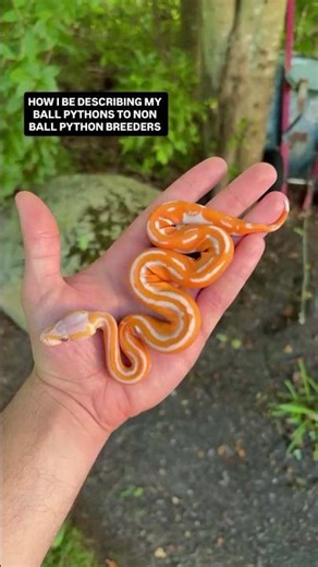How I be describing Ball Python morph combinations😂