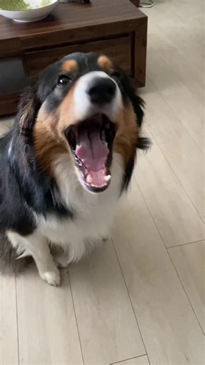 My Dog saying hello. Learning to talk :) #dogsotiktok #funny #talkingdog