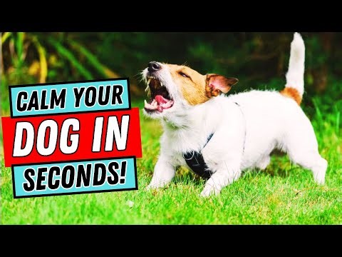 How to Stop A Dog’s Aggressive Behavior?