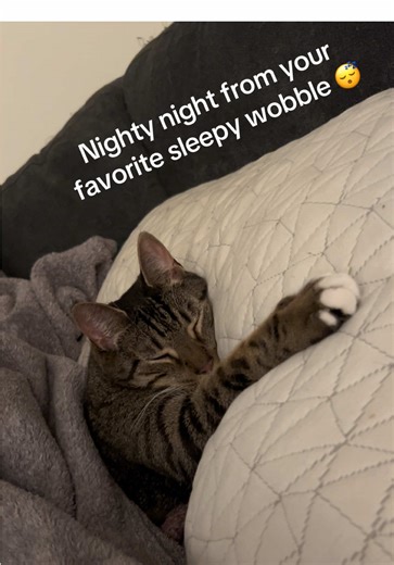 Understanding Cerebellar Hypoplasia in Cats