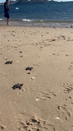 I had the privilege of participating in a hatchling turtle launch today at the beach in San Carlos! I launched three little ones! I got to name them and watch them get all the way into the waves and their new life. 🐢 | Yvonne Taylor