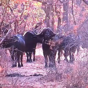One shot?😱 Have you ever seen this happen? Guess the caliber… Video source unknown Follow @killshot.hunting 🌾🐃 | KillShot Hunting
