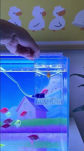 Aquarium suspended isolation box with airlift aeration design #breedingbox #isolationbox