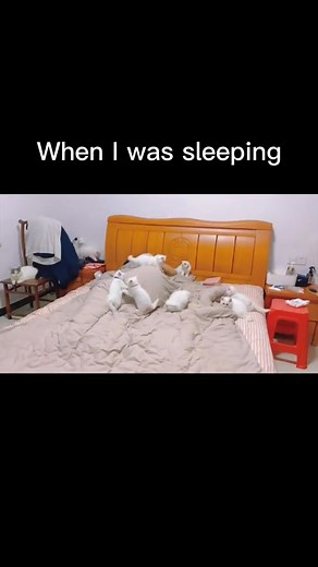 5.7M views · 145K reactions | A good sleep  #cutecat #catlover #funny #cute #cat #catsofreels #kitten #kittensof #reels | Cats World | Facebook