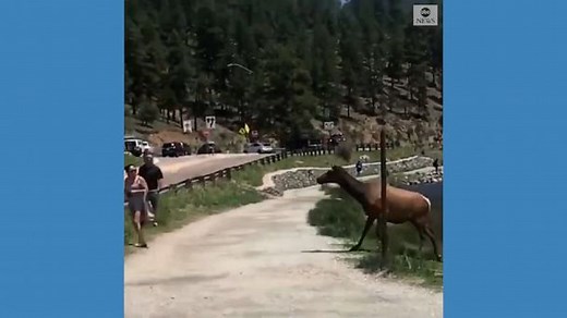 Aggressive cow elk chases people away in Colorado