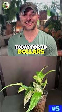 The $700 Plant That's Now Actually Affordable #PlantMarket #RarePlants #Shorts