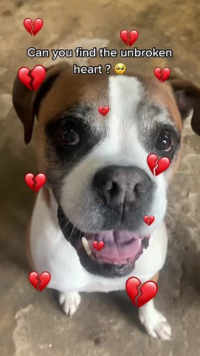 Diesel and Harley on TikTok