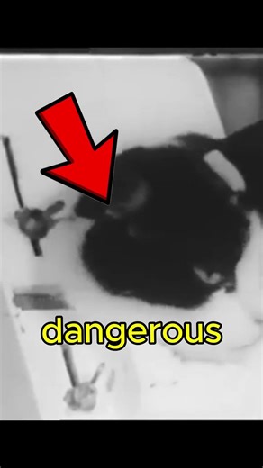 The First Cat Sent to Space Was Forgotten 😱🐱