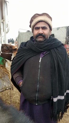 Cattle for Sale at Abdullah Cattle Farm