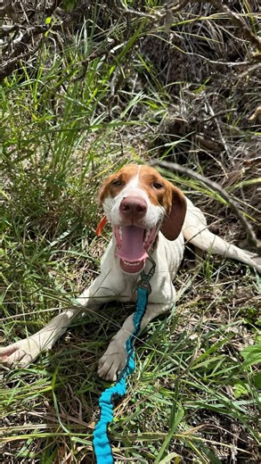 3 comments | Ohia is now available for adoption or foster to adopt! She’s spayed, vaccinated, microchipped, about 1.5 years old, 43 lbs, and likely an English Pointer/Hound mix. She’s calm, playful, healthy, and great with other dogs!  Click the link in our bio to apply  Please share this post to help us reach her future family | Hawaii Pointer Rescue | Facebook