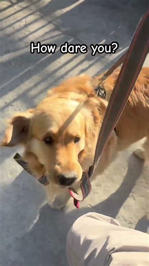 Teddy the golden retriever | #petshorts #dog #petshub #teddy #puppy #pet