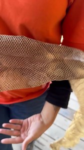 Desiree is showcasing our gorgeous Colombian Red-Tailed Boa, Jaia's freshly shed skin. Did you know snakes shed their skin as they grow? This natural process keeps them healthy and looking as fabulous as ever. 🐍✨ Come visit us at Everglades Holiday Park to meet Jaia and learn more about our amazing reptiles! #EvergladesHolidayPark #RedTailedBoa #SnakeShed #ReptileLovers #WildlifeEducation #BoaConstrictor #ColombianBoa #AnimalEnthusiast #SnakeFacts #ReptileWorld #SnakeLovers #WildlifeExperience 