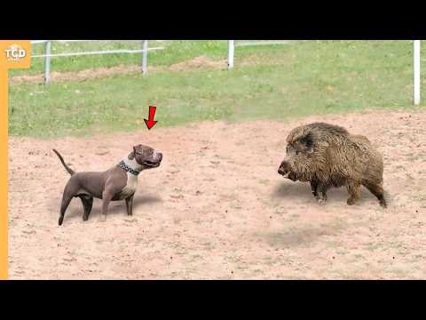 This Stupid Dog Attacked the Wrong Boar..It Paid Heavy Price