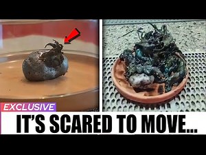 Man in Panama FOUND Venom Alien Creature | Real Or Fake ?