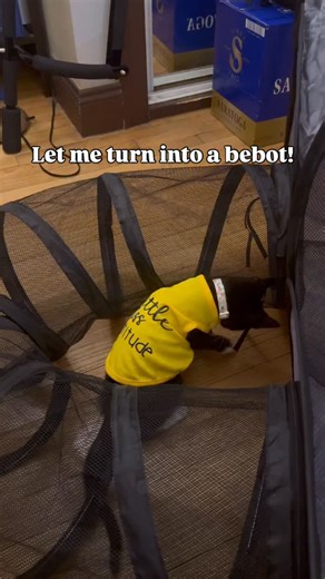 Pixie on Instagram: "Little miss attitude!!! #misspixie #misspix #pixieparty #cutekitty #viralpaws"