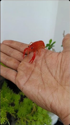 മനോഹരമായ ക്രെഫിഷ് crayfish for sale farm, lobster