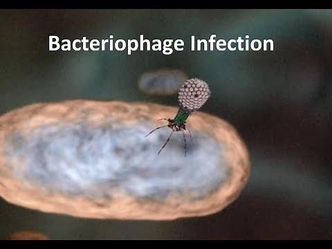 Bacteriophage infecting E. coli