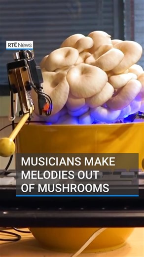 50K views · 69 reactions | This band features plants and fungi operating electronic instruments! The band - called Bionic and the Wires - plugs mushrooms and plants into sensors which translate their electrical language into musical notes. The fungi and plants create beat variations played through handmade bionic arms attached to instruments. #rtenews #fungi #plants #music | RTÉ News | Facebook