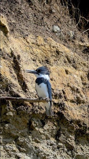 Belted Kingfisher call