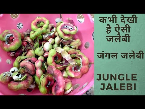 जंगल जलेबी | Jungle Jalebi | Manila Tamarind ( Pithecellobium Dulce ) Fruits Picking and Eating