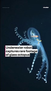 Have you ever seen a see-through octopus? 🐙 👀 Meet the glass octopus: nearly invisible, except for its eyes, optic nerves, and digestive system. A team from the Schmidt Ocean Institute captured stunning footage of this elusive creature while exploring the Pacific Ocean’s seafloor. Over 34 days, they spotted the glass octopus twice near the remote Phoenix Islands, thanks to their underwater robot, SuBastian. | Cheddar Gadgets