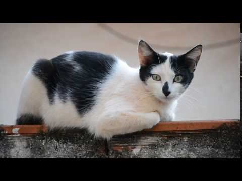 Cat - Free HD Stock Footage (No Copyright)