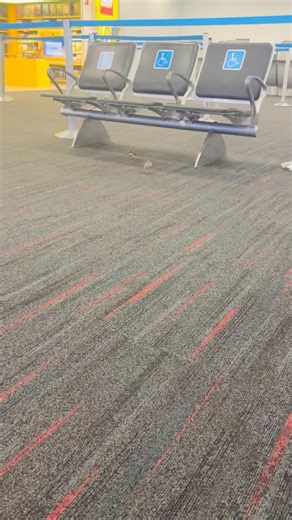 27 reactions | It works! #shrek #fiona | Orlando Vanegas | Facebook