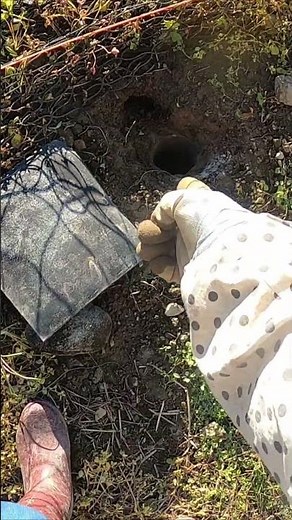 A mole is spinning around in the trap! The 24th mole in this field!