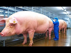 Millions of Pigs Raised & Slaughtered – Inside America’s Modern Pig Farms