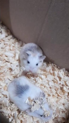 Meet Our Tiny but Fiery Roborovski Dwarft Hamster! 🐹🥊🥋 #hamster #pets #shorts