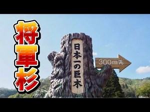 【将軍杉】日本一の巨木 屋久島の縄文杉を抜いて将軍杉が日本一 伝説が残る巨木 国指定天然記念物 新潟 阿賀 平等寺 日本で一番大きい樹