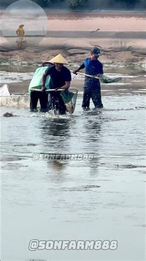 Hard -working farmers #Shorts