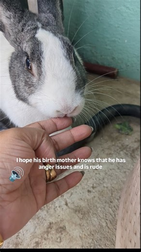 The Smallest Hobbit on Instagram: "Angry bun #rabbitsofinstagram #explore #viralreels"