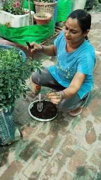 Composting & cutting of chilli plant 👍#garden #gardening #kitchengarden