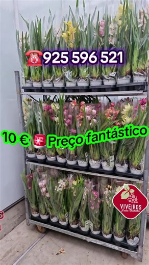 Boa tarde. 🚨 Para começar bem o ano. 𝐈𝐦𝐞𝐧𝐬𝐚𝐬 𝐨𝐫𝐪𝐮𝐢𝐝𝐞𝐚𝐬 𝐩𝐚𝐫𝐢𝐝𝐞𝐢𝐫𝐚𝐬. 𝟏𝟎 €. Chegam esta quinta-feira. Alguma informação ligue ☎️ 925 596521 📌Visite-nos Nelas, Viseu. #onlineshopping #viveirosbatista #cymbidium #orquídeas #viralvideos