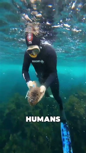 This Weird Food Has Underwater Fans
