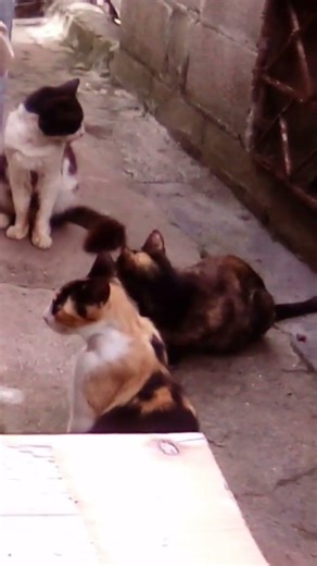 Misos- Gatos.🙂.🐱.🐱.🐱.🖐️.r.d.