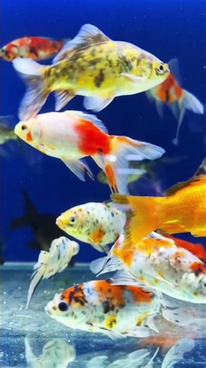 Unbelievable Nature Sounds 🌿 | Feel the Calm