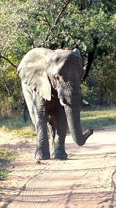 4.7K views · 139 reactions | Basking in the golden rays of an African...