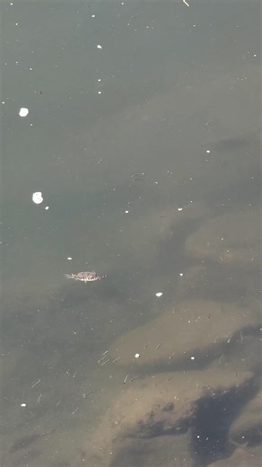 This harmless-looking fish can inflate… 🐡