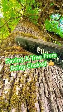Why You Should Never Tie Ropes To Trees 🪾#tree #saved #choking