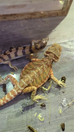 Bartagame und Skink 💛 | 🐍 Viking Reptiles #shorts