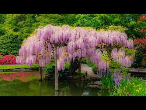 4K Spring in a Japanese Garden - Ep 8 | Relaxing Nature Sounds | Seattle Wisteria Pond