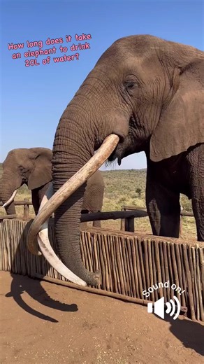 Ello Hardi (@ello.hardi)’s videos with suara asli - Ello Hardi