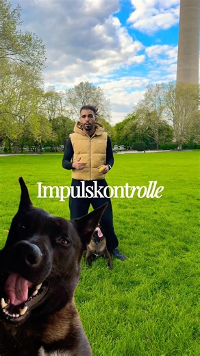 “How to teach dog impulse control (easy training method)”, #dog #malinois #dogtraining
