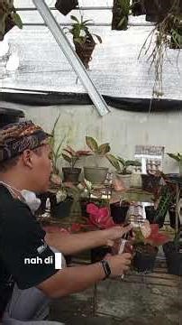 Benefits & Uses of Hyper Rooting Extra Fertilizer