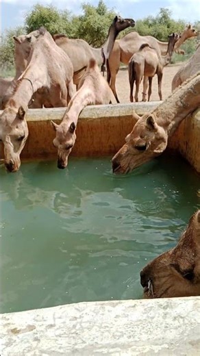 *Thirsty Camel Drinking from Water Tank – A True Desert Moment 🐪💧*