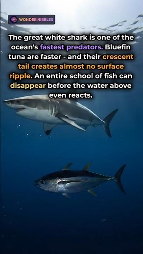 Bluefin Tuna Are Faster Than Great White Sharks - And Leave No Trace