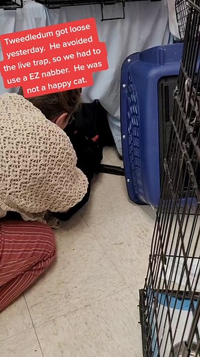 We just got the EZ nabber. It was so much easier to use and a lot less stressful than trying to corner the cat and him trying to eat us. #catsofbranson #spicycat #tomahawktraps #eznabber